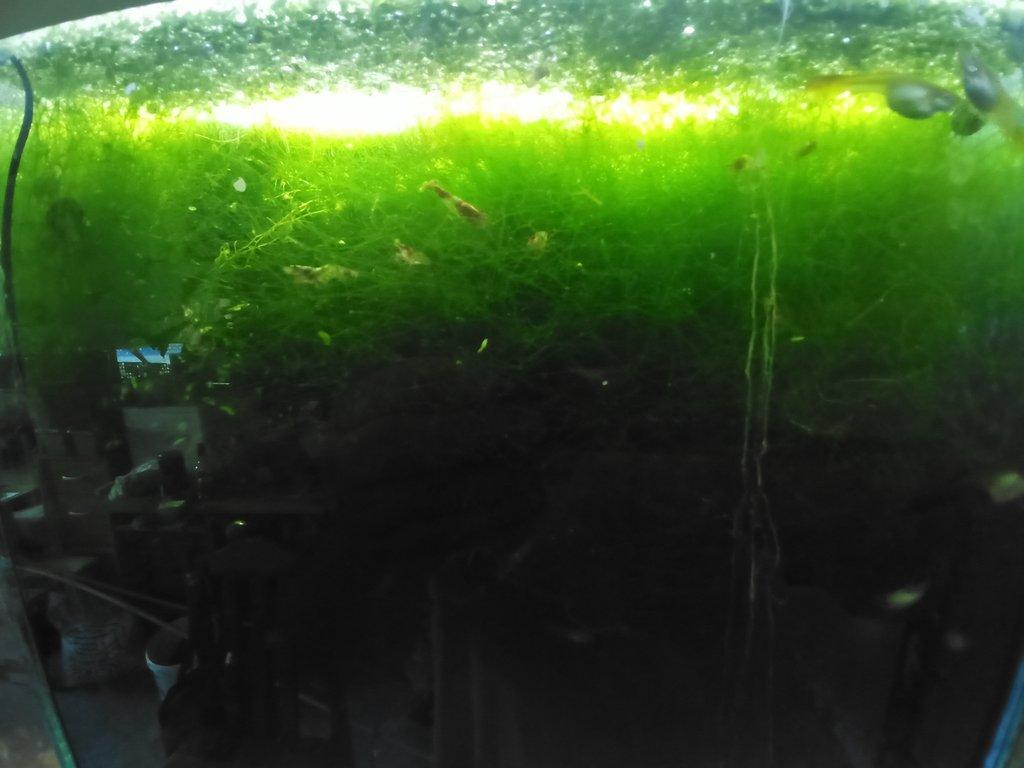 Mechy a Anubias nana