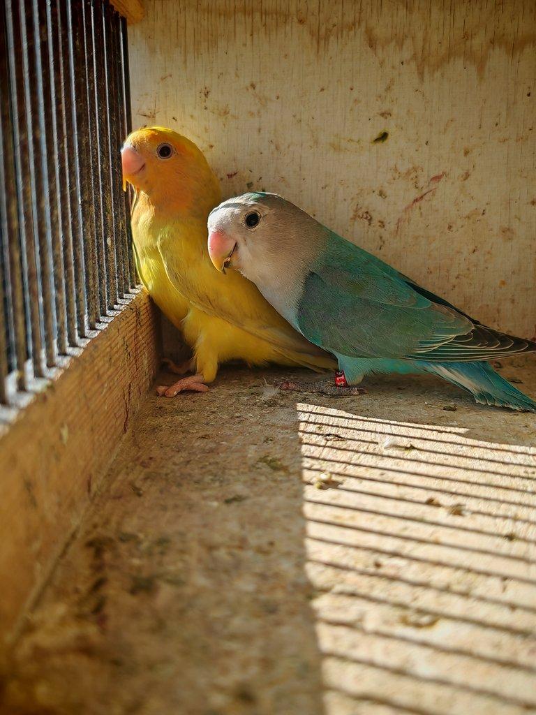 Agapornis růžohrdlý pár 2025 + DNA test