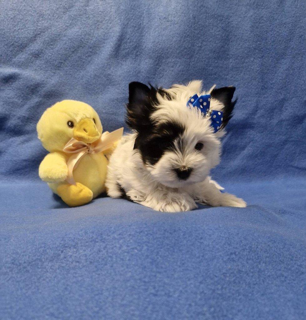 Jorkšírský terirér-jorkšír