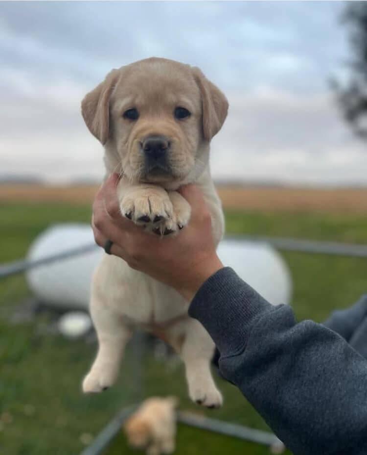Fenka štene labradora