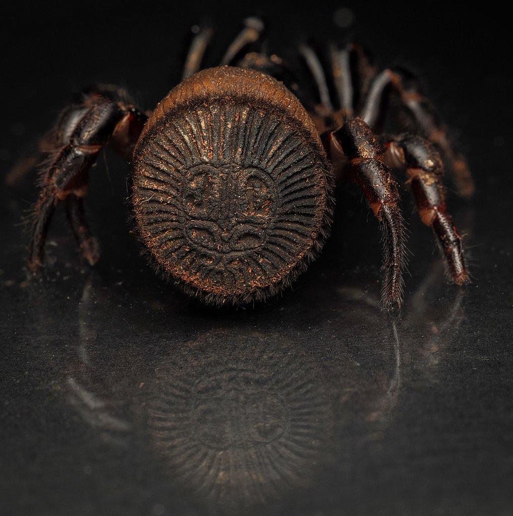 Cyclocosmia, Peucetia a Heteropoda