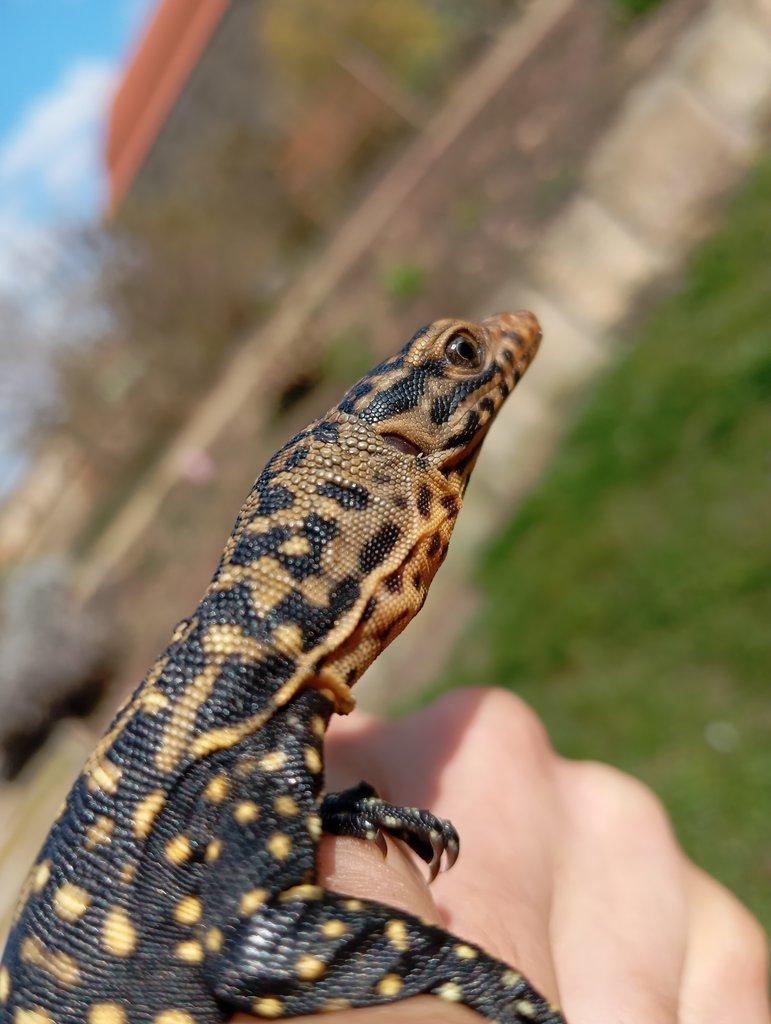 0.0.10 CB Varanus melinus