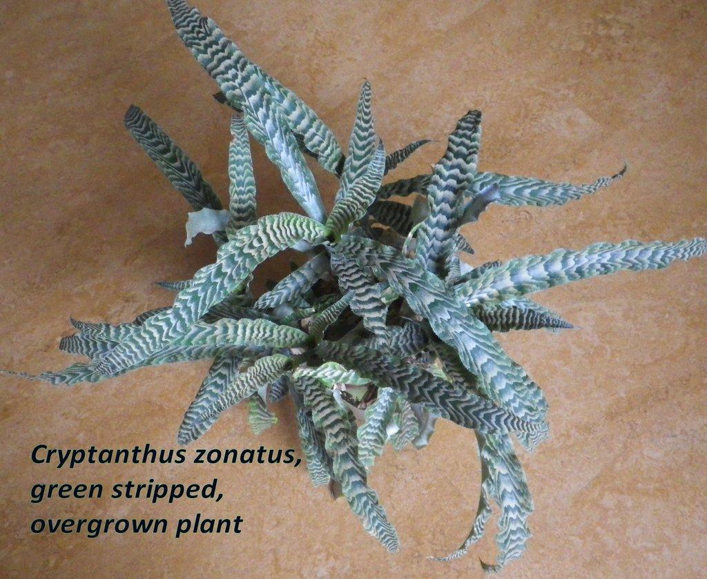 Terarijní bromélie Cryptanthus
