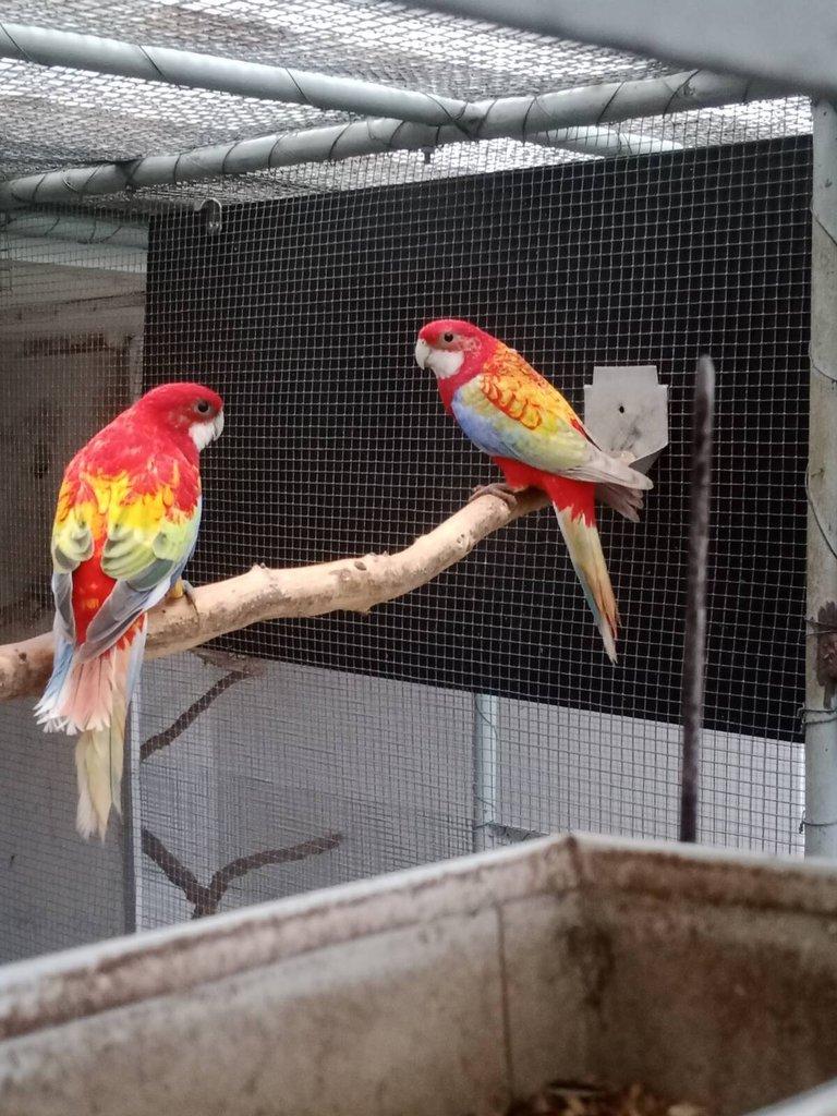 Prodám roselu gold gold opalin