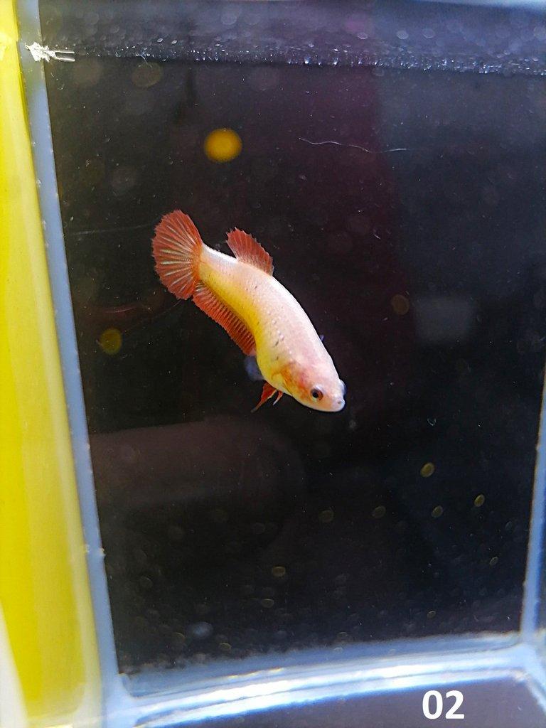 Betta Splendens - Samci
