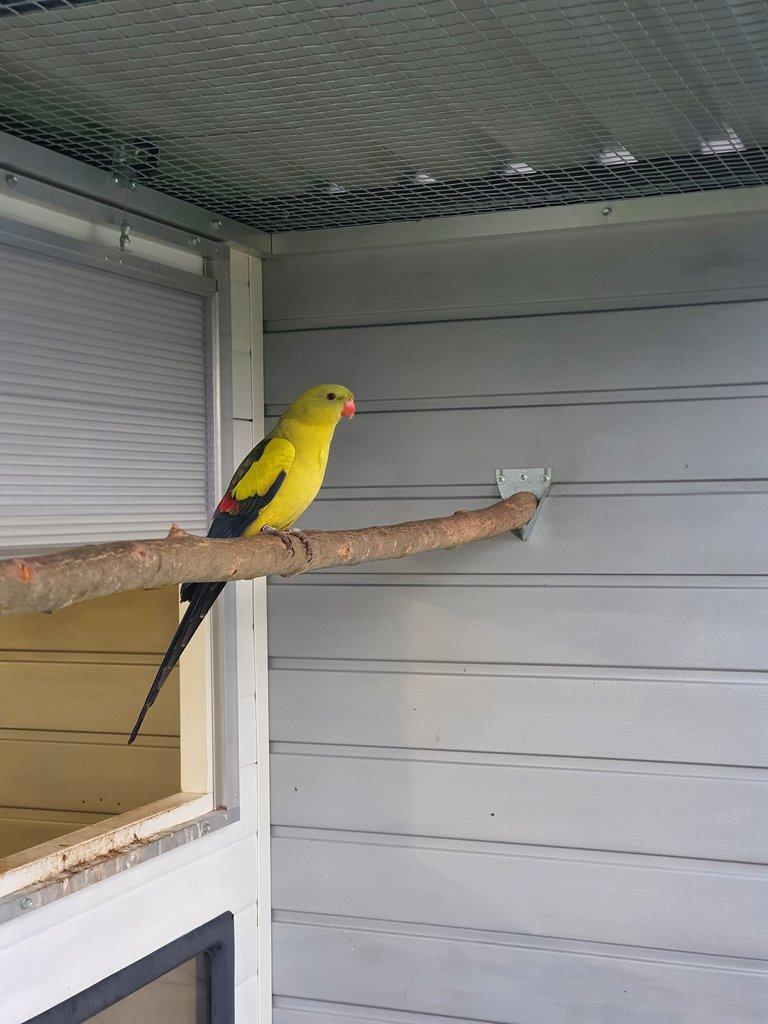 Kakadu ruzovy lutino,horsky/lutino