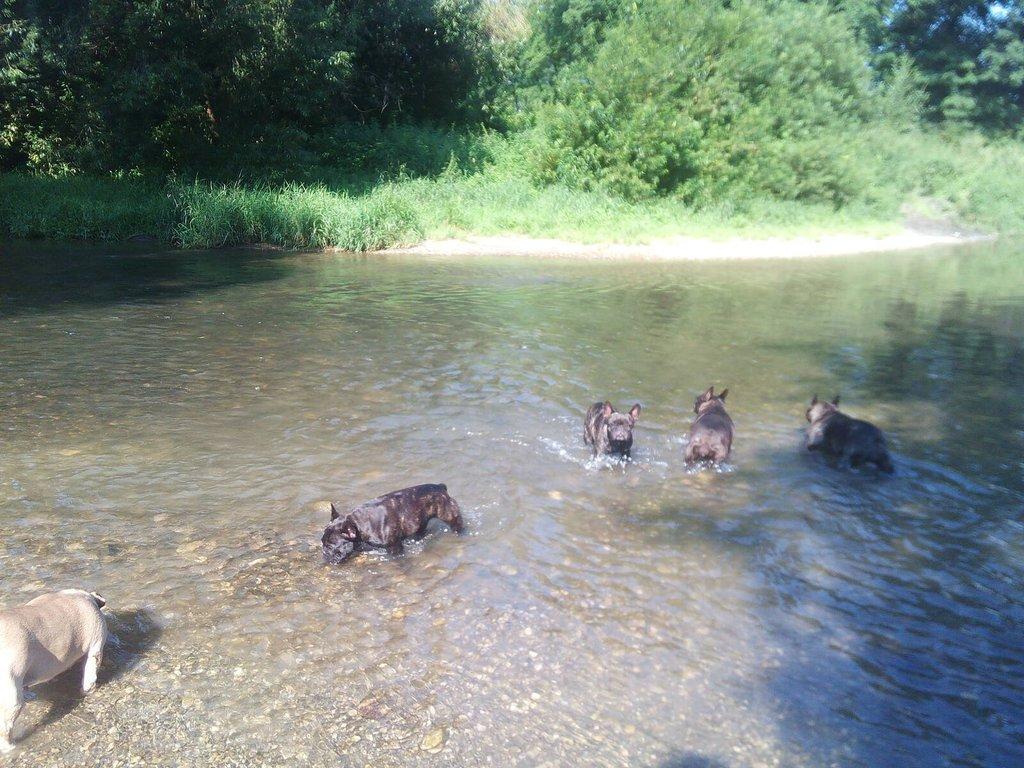 Francouzský buldoček štěňata s PP