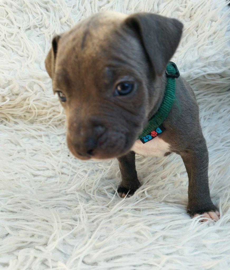 Amstaff