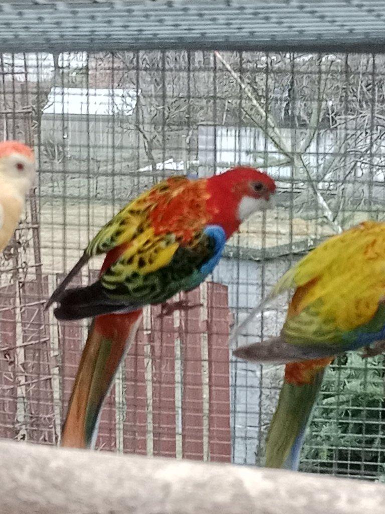 Prodám  mutační rosely