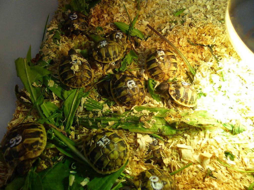 Želva zelenavá (Testudo hermanni)