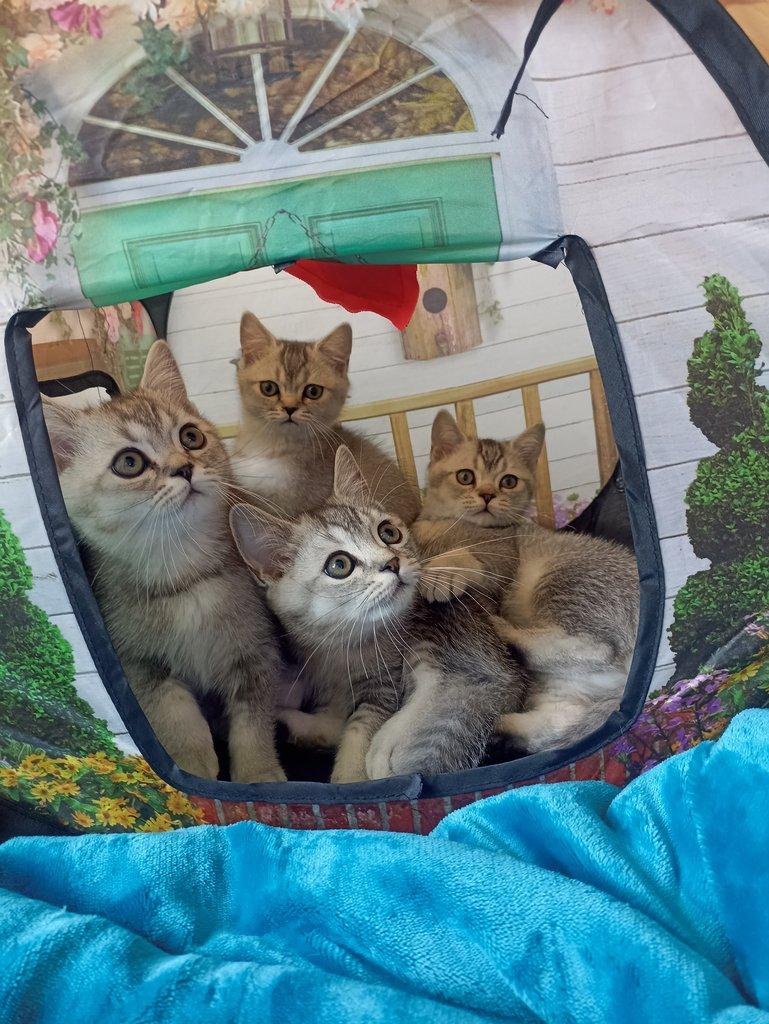 Britska kotata whiskas ihned k odberu
