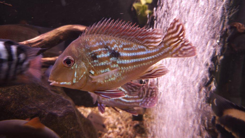 Americké cichlidy