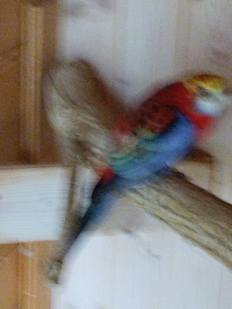 Prodám rozela žlutohlava opálín