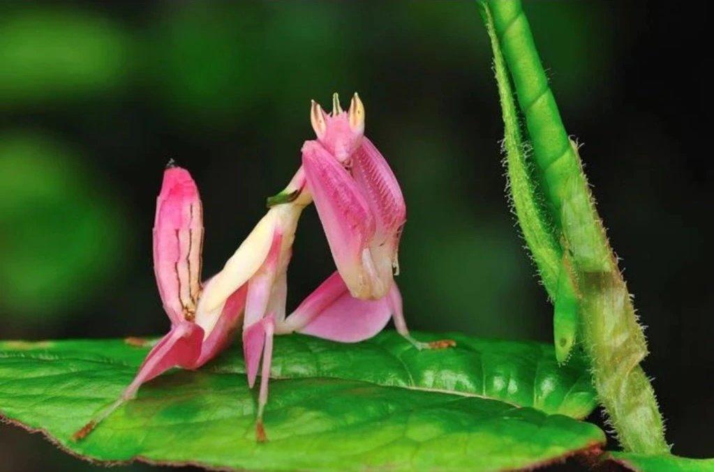 NOVÉ druhy kudlanek!!