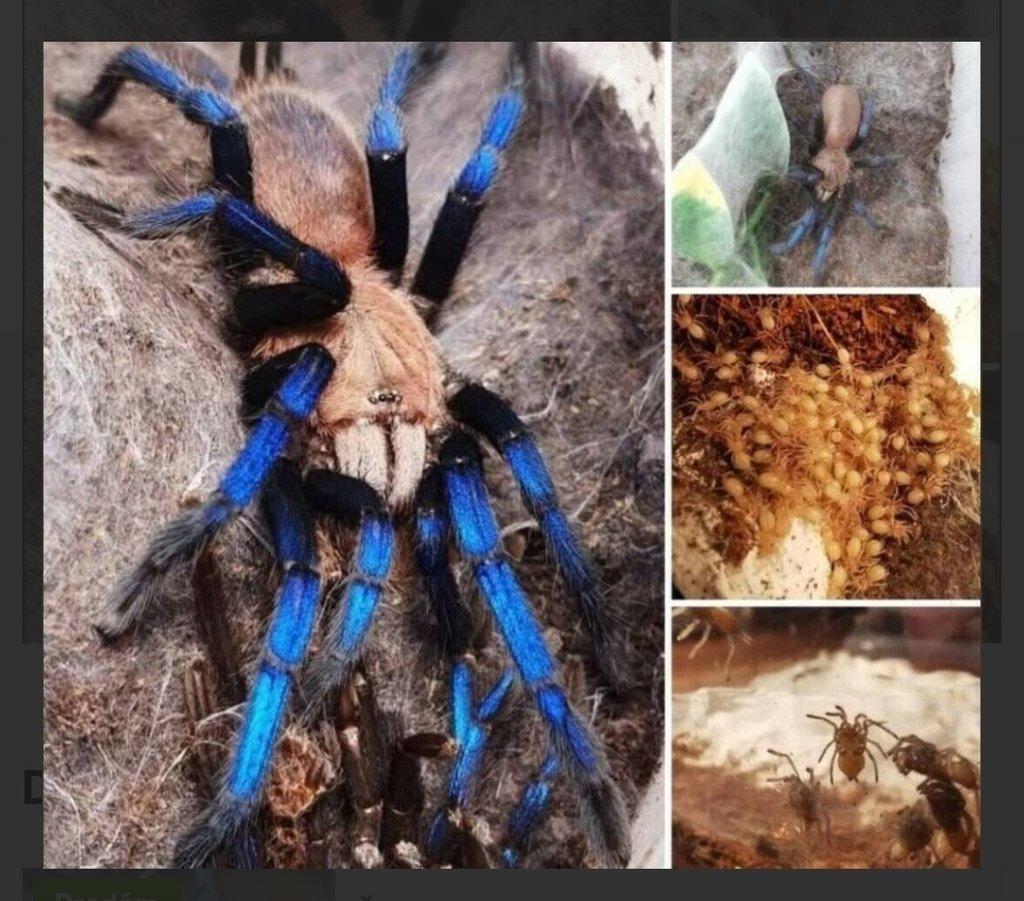 Ziva exotika Praha  samice samce mladata mnozstevky /vymena/