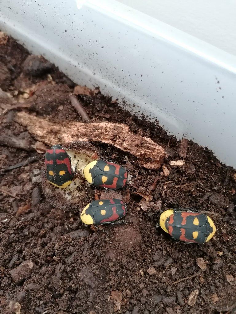 Prodám larvy L2/L3 Pachnoda Iskuulka