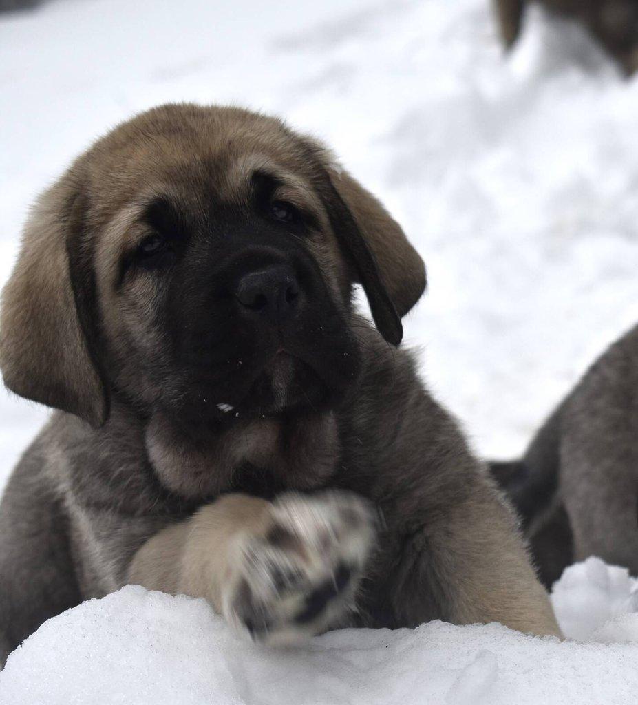 Španělský mastin- nabízíme štěňátka k odběru po 20.lednu