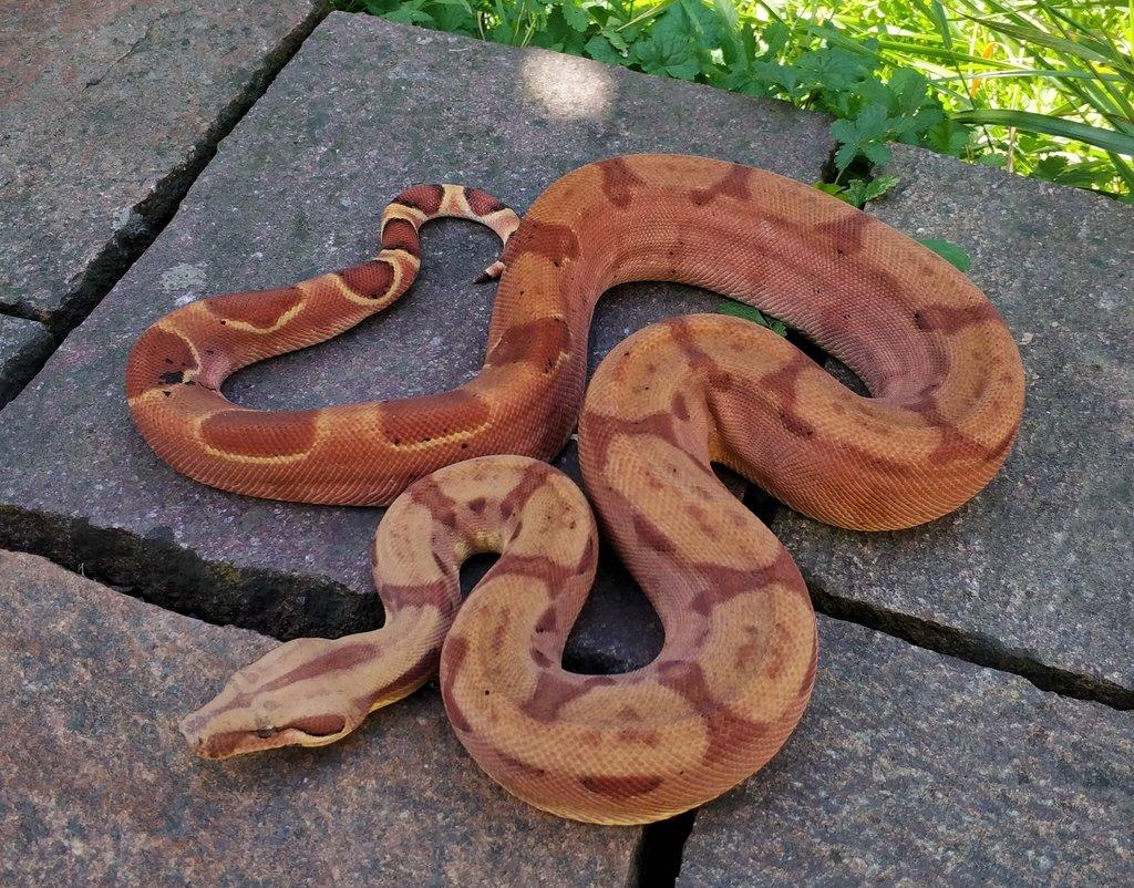 Boa imperator - Keltic VPI Sunglow, Aztec VPI Sunglow