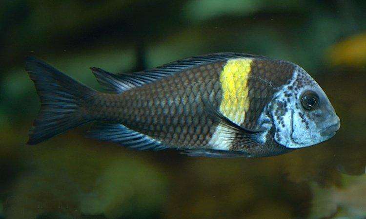 Tropheus duboisi Maswa