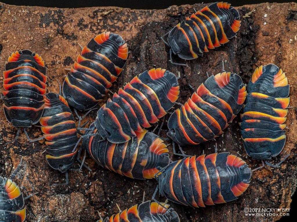 Merulanella sp. "Ember bee"