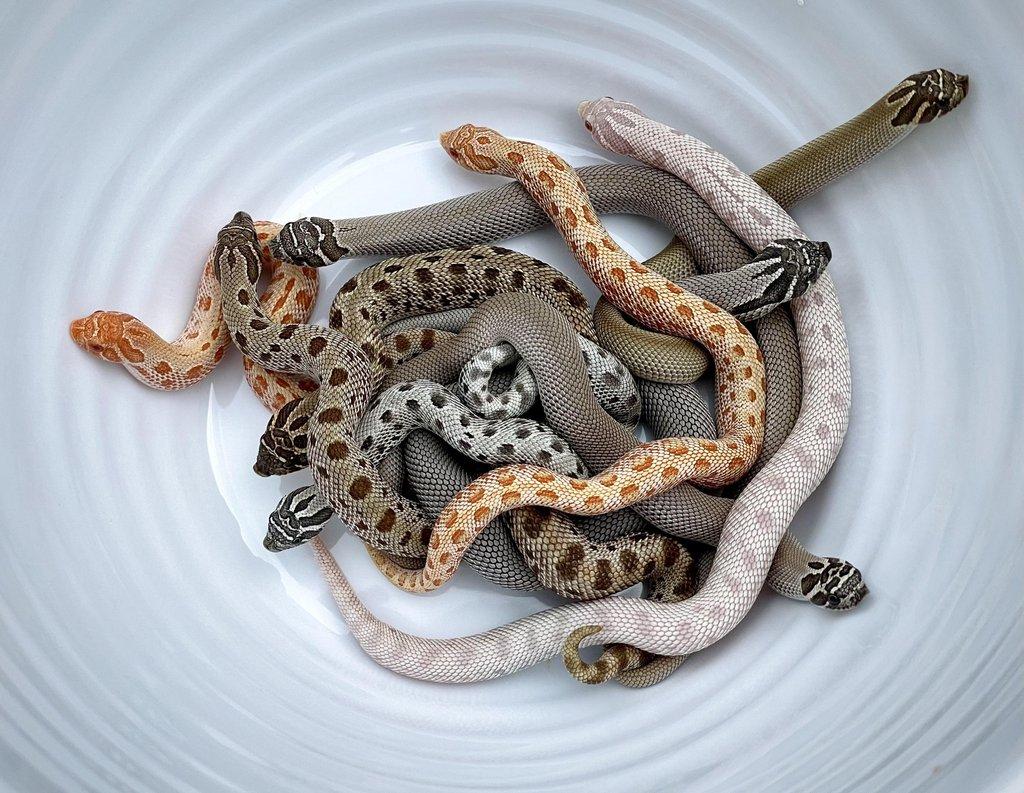 Heterodon - Axanthic, Snow