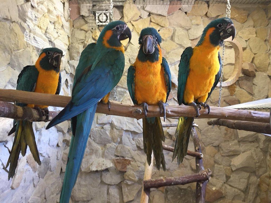 2.3 Ara kaninda glaucogularis