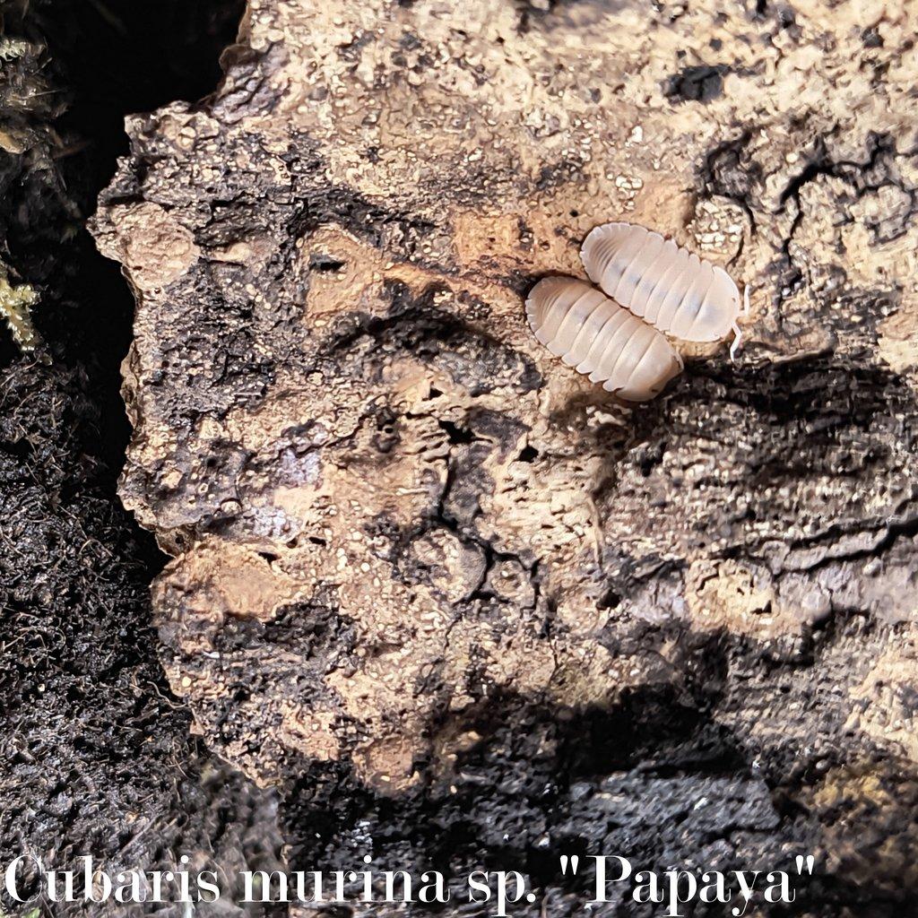 ISOPODY - výhodné balíčky / Aquatera Olomouc 25.1.