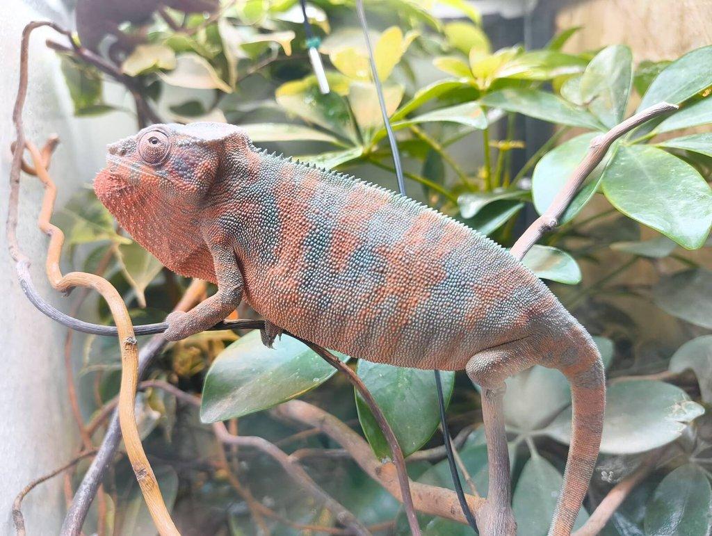 gen. F2 Furcifer Pardalis / Chameleon Pardálí - Nosy Be, již pouze samice