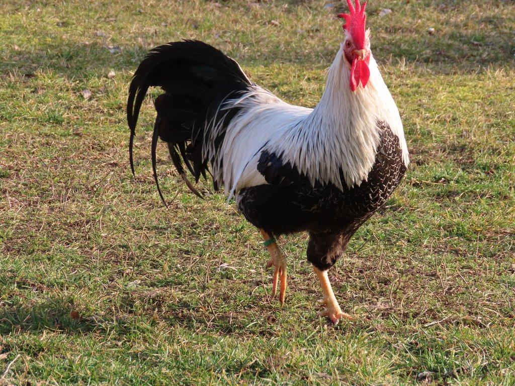 Vlaška stříbrně zbarvená