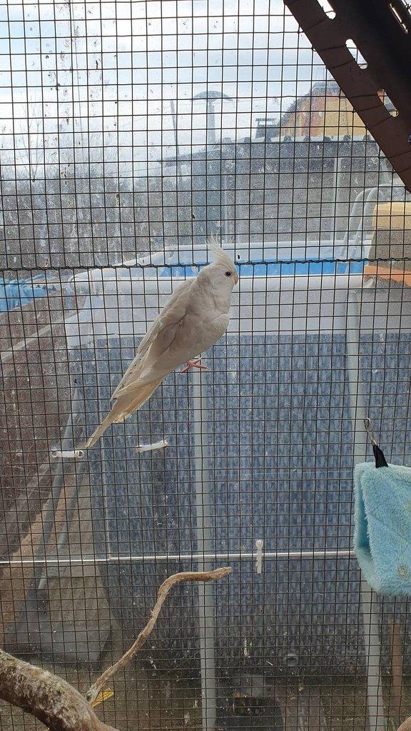 Korela Lutino a Albino