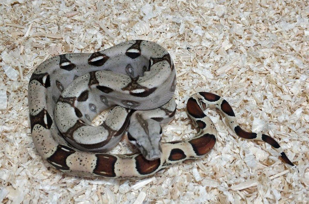 Boa imperator- Sharp Sunglow 66% het Sterling,Hypo Sterling