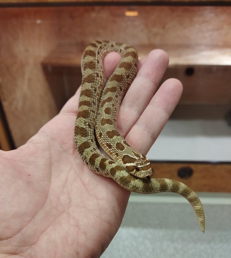 Heterodon nasicus Anaconda