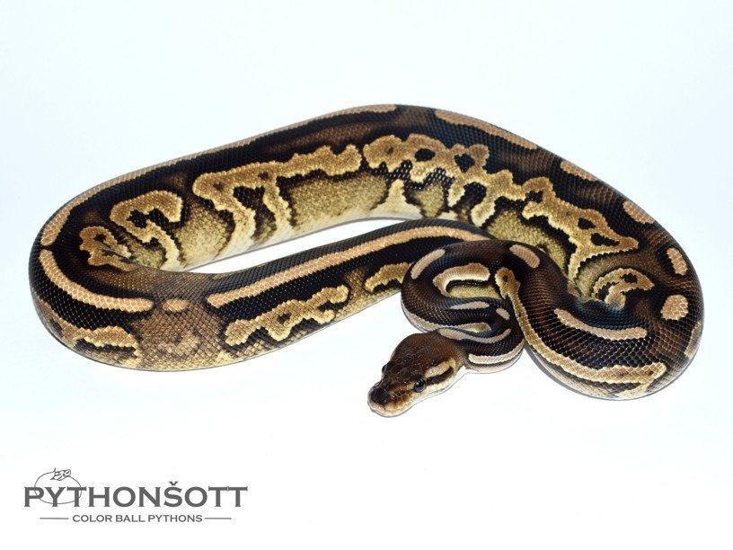POSLEDNÍ LOŇSKÁ MLÁĎATA KRAJTY KRÁLOVSKÉ ( Python regius)