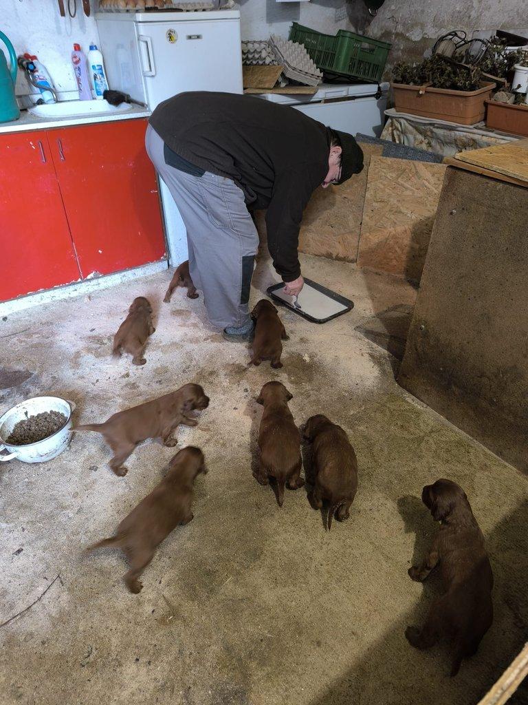 Štěňata irských setrů