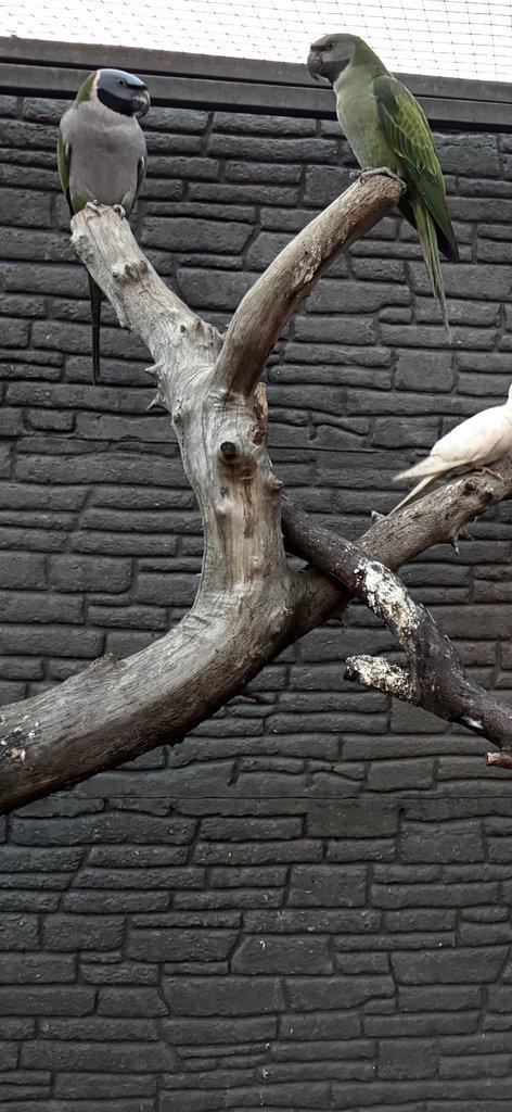 Papoušek královský 0.1 chovná samice 10let+