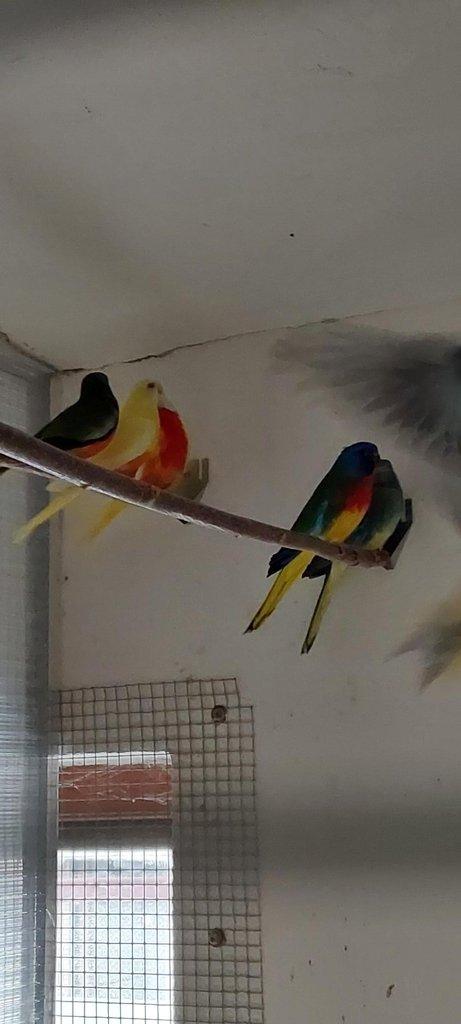 Neoféma modrohlavá