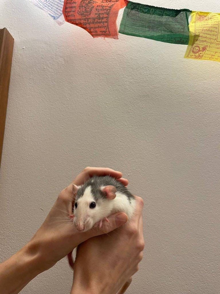 Daruji potkany ( 2 samce, 2 samice) (Husky x Dumbo)