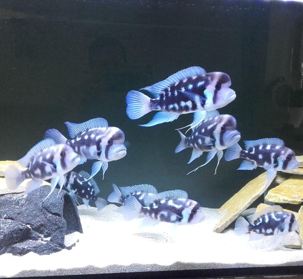 Tanganyika