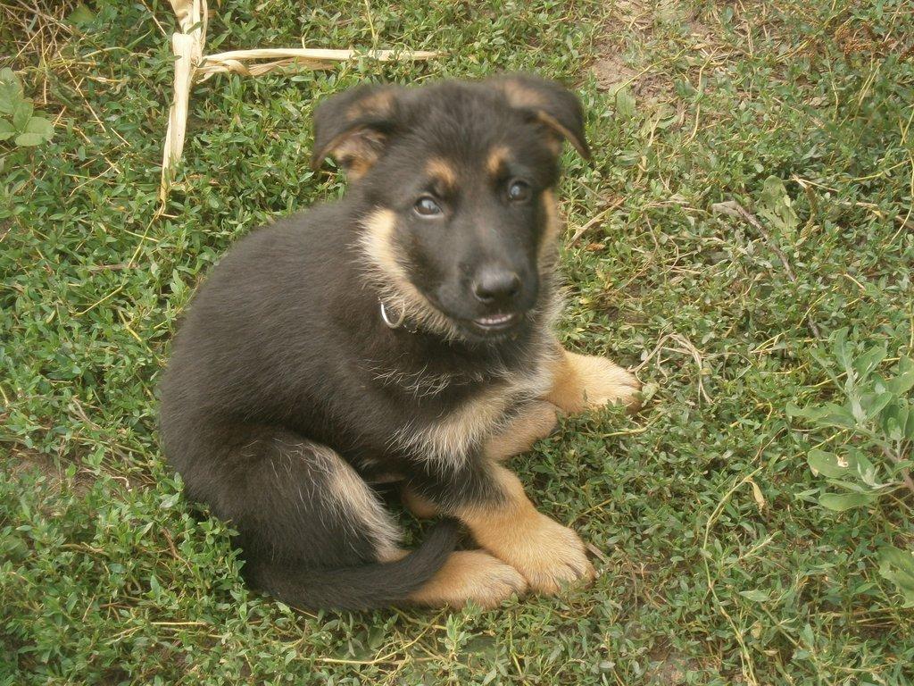 Prodám pejsky a fenky Německého ovčáka