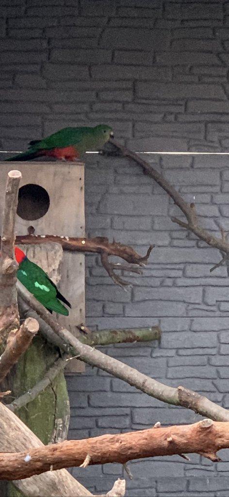 Papoušek královský 0.1 chovná samice 10let+