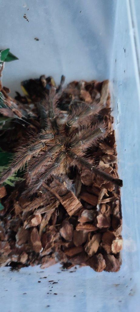 Adult 1,0 Poecilotheria Ornata