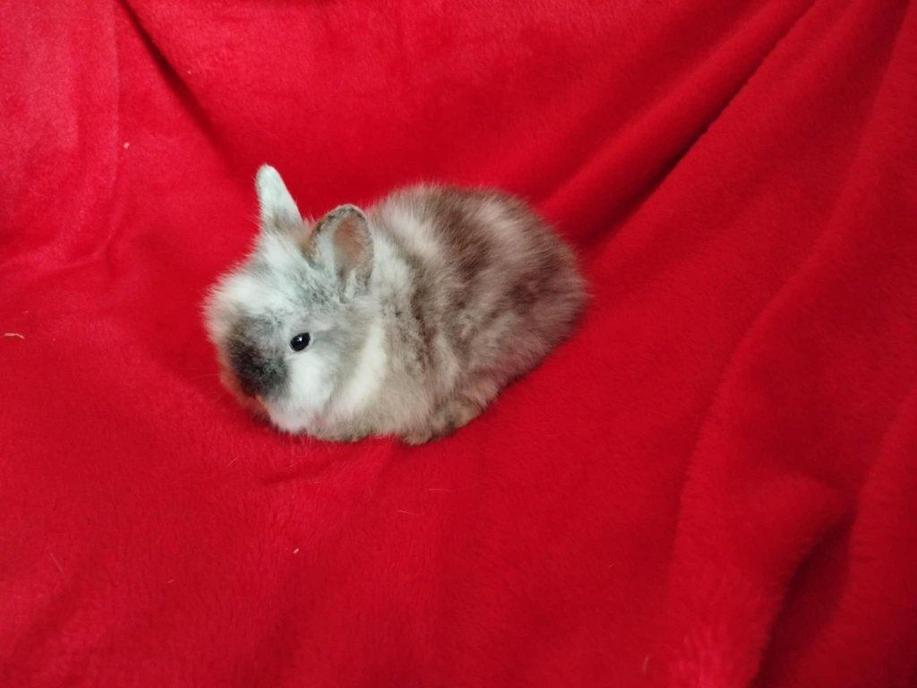 Nabízím zakrslé králíčky- lvíčky s teddy genem