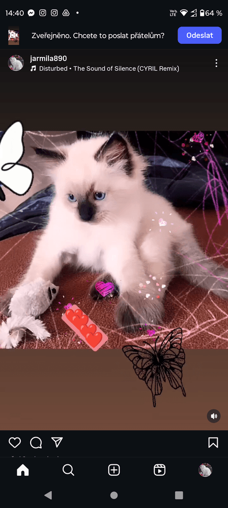 Ragdoll