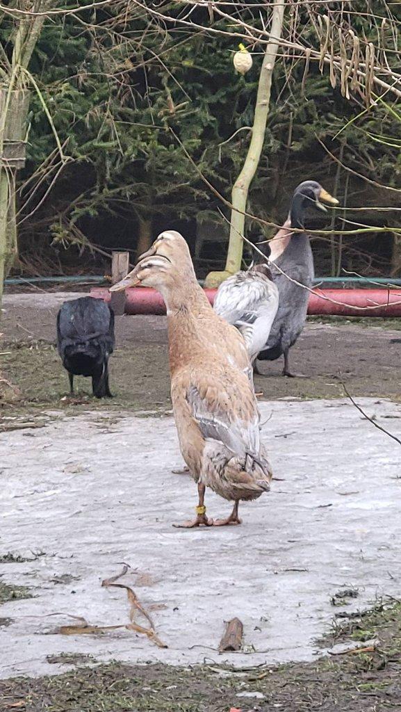 Indicky běžec