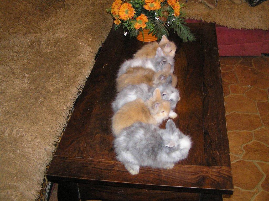 Teddy králíčci zakrslí dlouhosrstí, mláďata