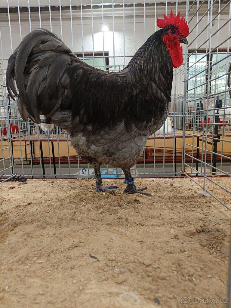 Kohouti velké a zdrobnělé australky černé a modré s lemy