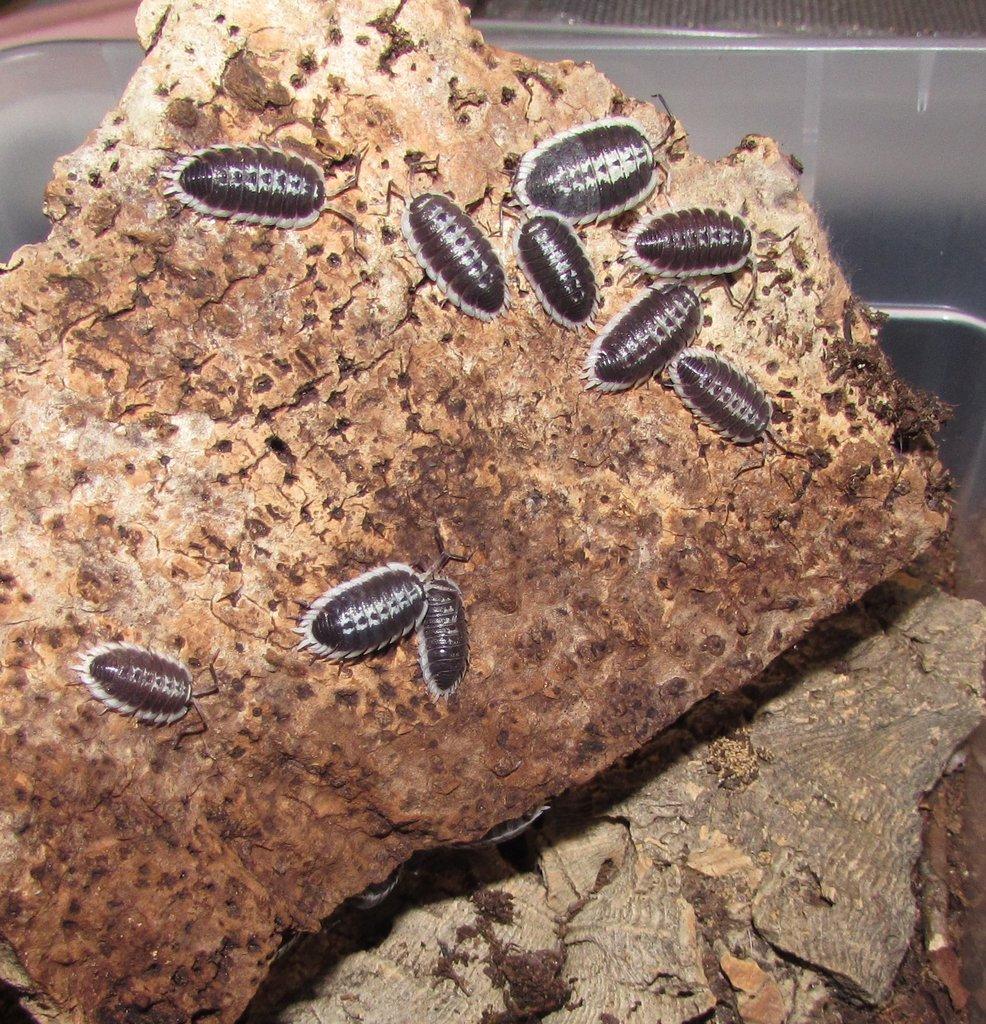 Isopody - Živá exotika 10.5.,stůl J05