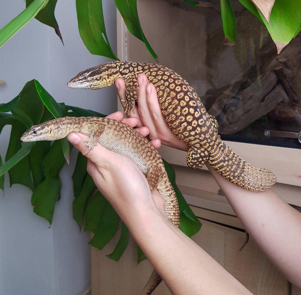 Chovný pár Varan ostnoocasý - Varanus acanthurus