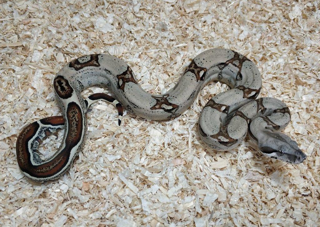 Boa imperator - Normal a Hypo 66% het Sterling VPI