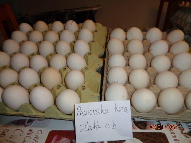 Pavlovská kura zlatá-násadové vajcia do liahne
